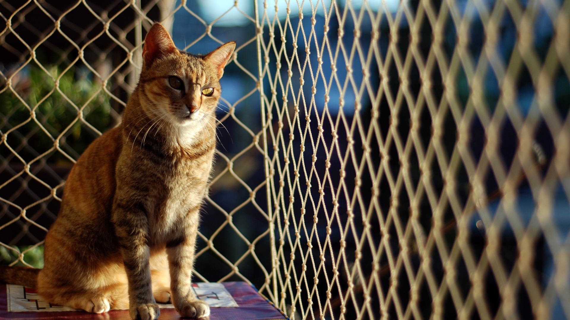 Warum laufen Katzen weg? Ursachen und wie du es effektiv verhindern kannst